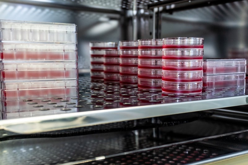 Image of various culture dishes sitting inside an incubator 