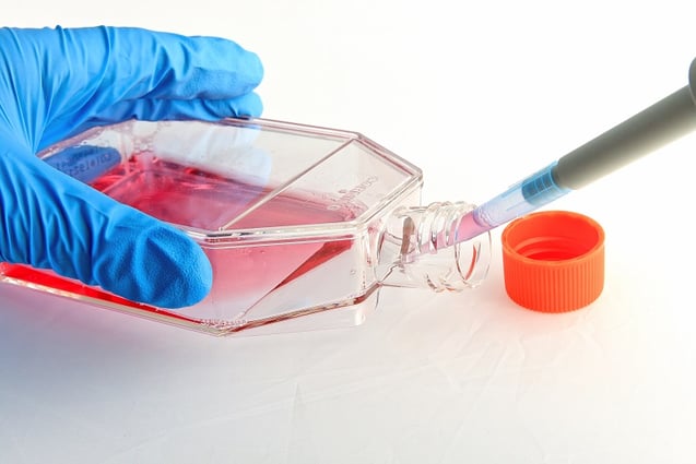 Image of a gloved hand inserting a pipette into a cell culture flask 