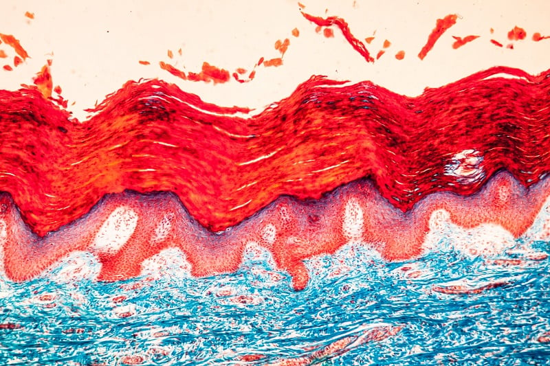 Microscope image of human skin