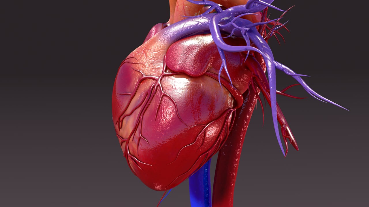 Limitations of the isolated perfused heart and alternative models