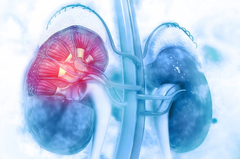 Cutaway rendering showing the vascular system of the kidney
