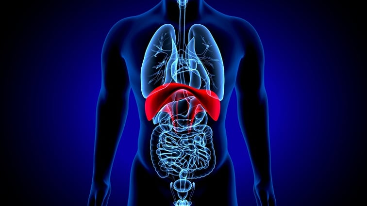 A cartoon image of the inside of the human body highlighting the liver