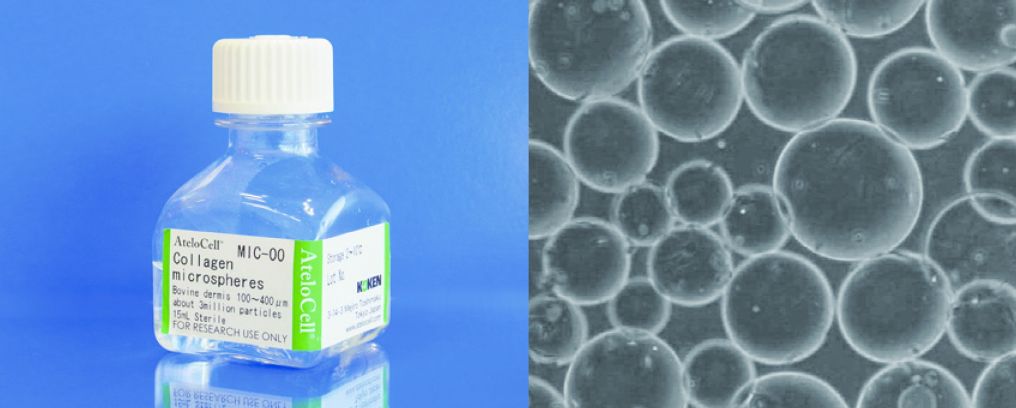 KKN-MIC-00 - Collagen microspheres