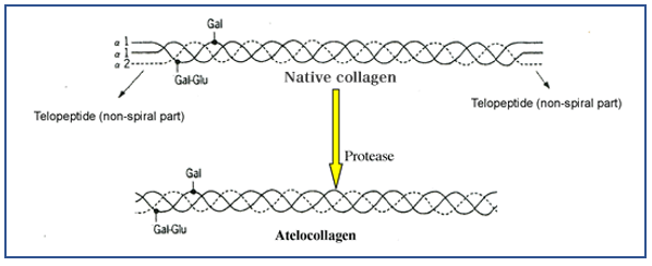 1536919241Koken_Atelocollagen_Graphic_1