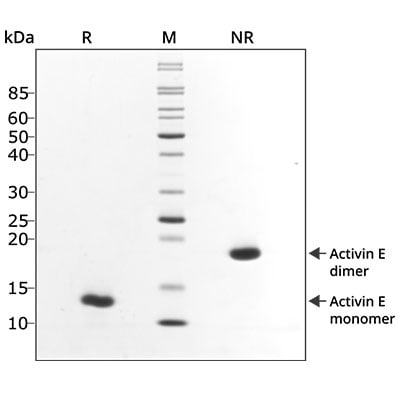 20240606-Activin-E-PLUS-SDS-PAGE_webres400