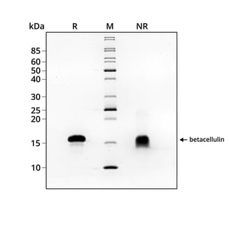 20250430-Qk123-betacellulin-SDS-PAGE
