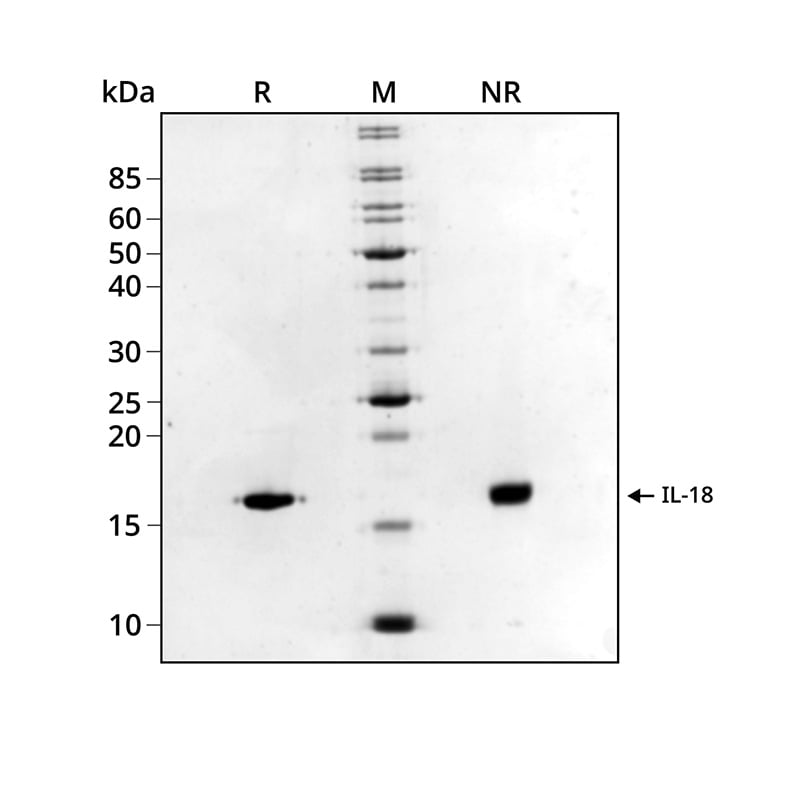 20250701-Qk100-IL-18-SDS-PAGE