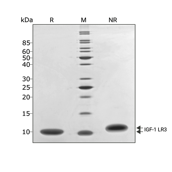 210617-SDS-PAGE-IGF-1-LR3-3-ug