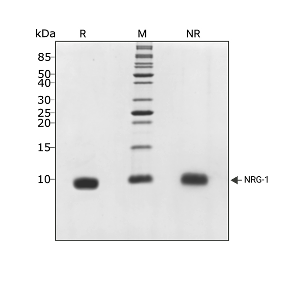 210708-SDS-PAGE-NRG1-104317-3-ug (1)