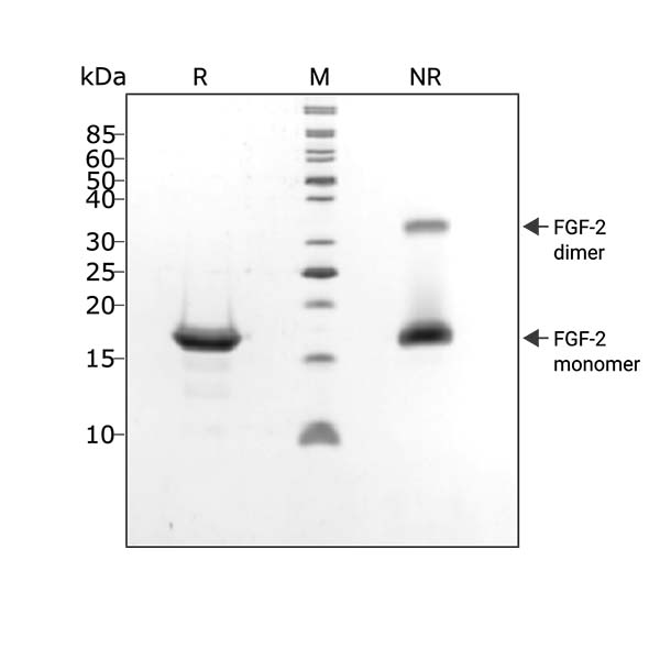 210920-SDS-PAGE-FGF2-G3-104340-3-ug