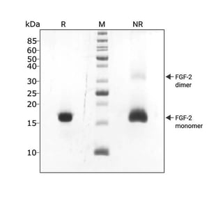 210920-SDS-PAGE-FGF2-G3-145-104339-3-ug