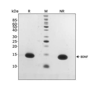 211207-SDS-PAGE-BDNF-104346-3-ug