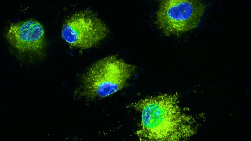 21JAN20 Mesnchymal Stem Cells MSC-3