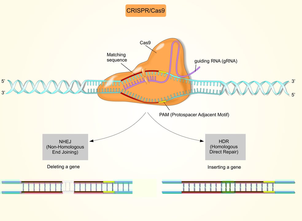 In infographic of the CRISPR cas9 system