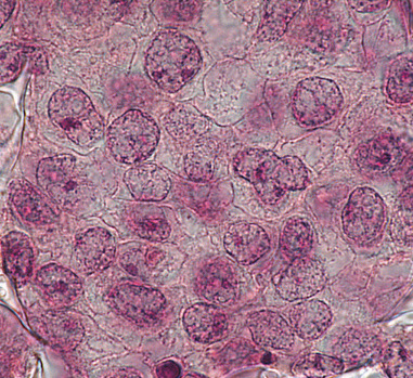 3D cell culture of human pluripotent stem cells within Alvetex Scaffold