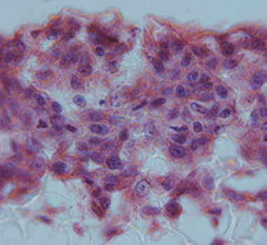 3D cell culture of liver hepatocytes grown within Alvetex Scaffold