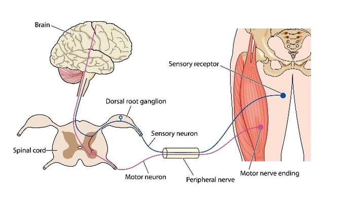 A diagram showing how ALS can disturb the transmission of motor signals from the brain to muscles