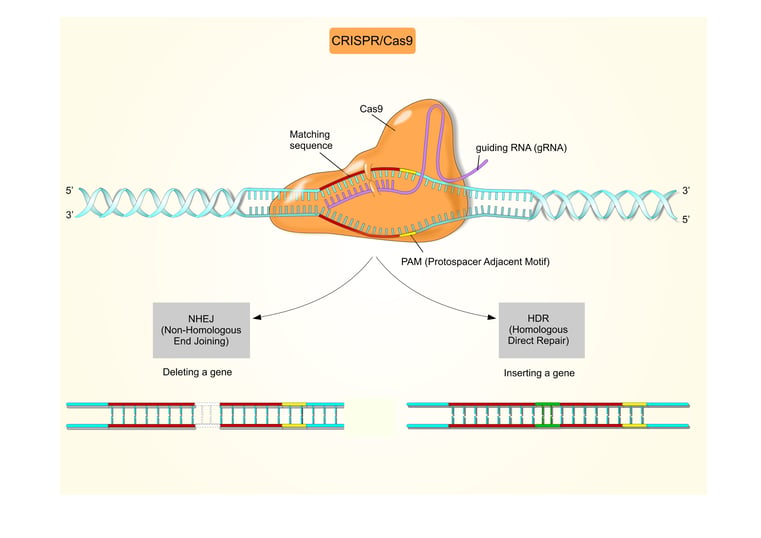 The CRISPR-Cas9 Complex