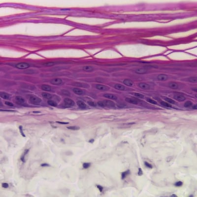 Alvetex Advanced bioengineered full thickness human skin