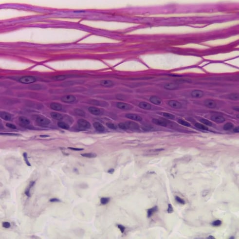 Alvetex Advanced bioengineered full thickness human skin