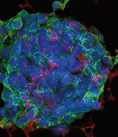 Alvetex Scaffold 6 well insert, AVP004