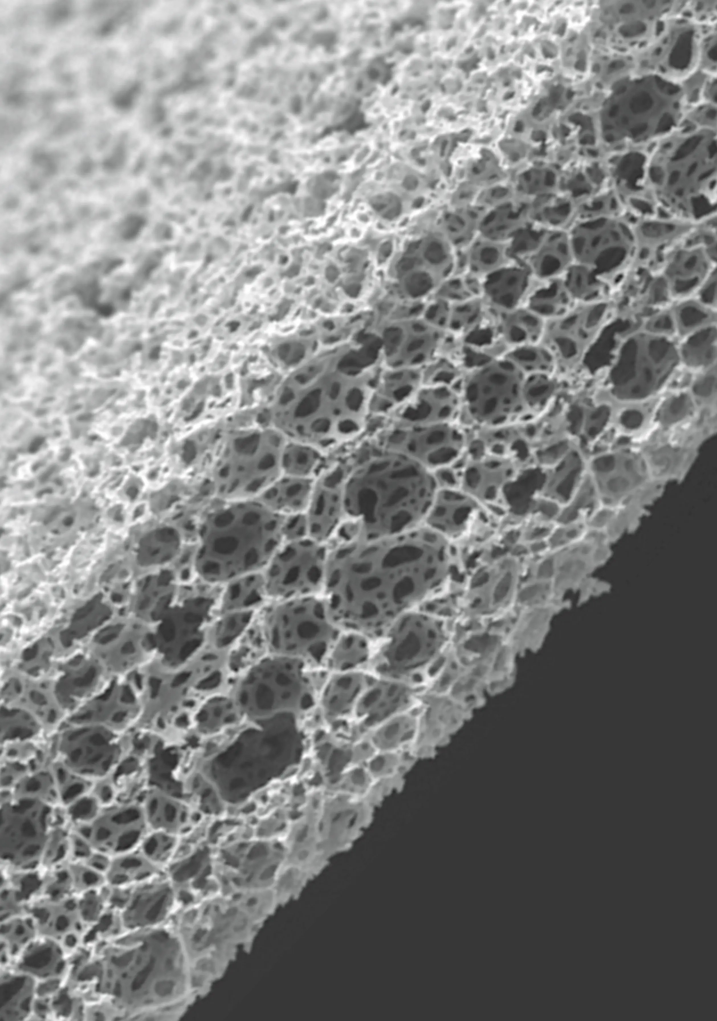 Alvetex Scaffold SEM v3