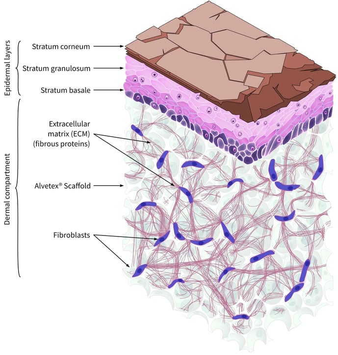 Alvetex Scaffold skin model
