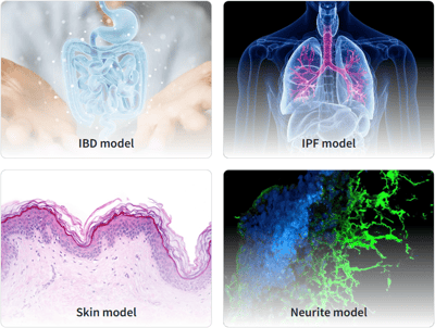 Alvetex bioengineered 3D model services