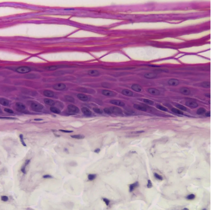 Alvetex full thickness human skin