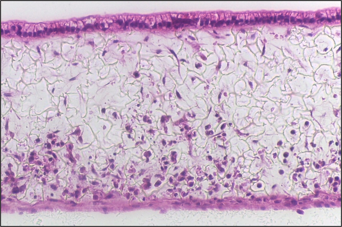 Alvetex histology