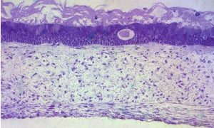 Alvetex-lung-mucosa-model