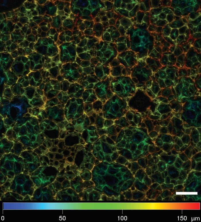 Depth color-coded Z-stack of cell-free Alvetex stained with Nile Red.