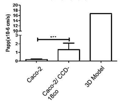 B Intestinal Models Display Enhanced Transport Characteristics