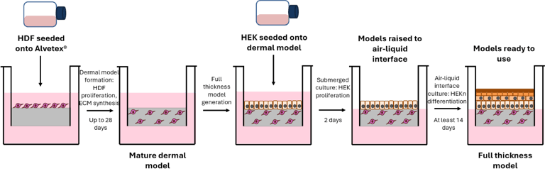 B127 - Schematic representation of culture process