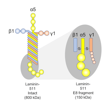 Laminin-511-E8_fragment-1