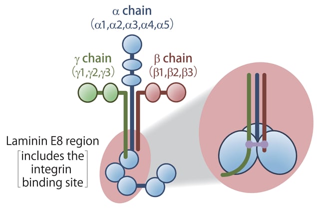 Recombinant Human Laminins and their Use in Cell Culture