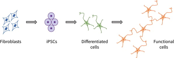 Typical pathway for developing iPSC-based disease models