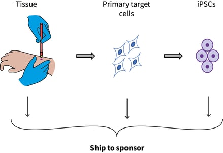 Cells can be shipped at multiple stages