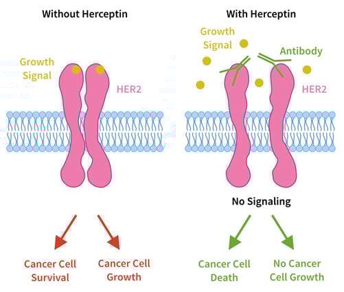 Two images of a HER2 receptor. One with over expression of the growth signal leading to cancer, the other showing heraceptin inhibiting this expression  