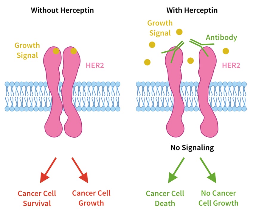 Two images of a HER2 receptor. One with over expression of the growth signal leading to cancer, the other showing heraceptin inhibiting this expression  