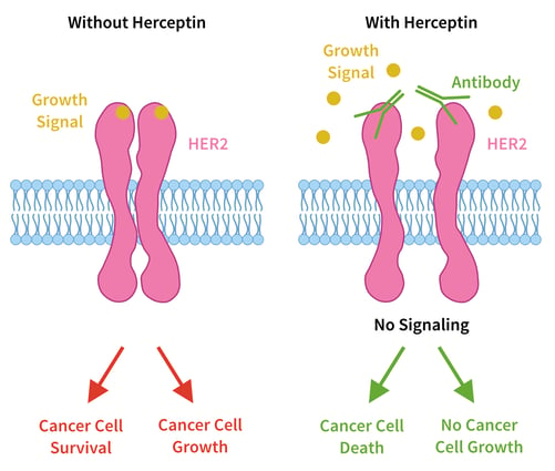 Two images of a HER2 receptor. One with over expression of the growth signal leading to cancer, the other showing heraceptin inhibiting this expression  