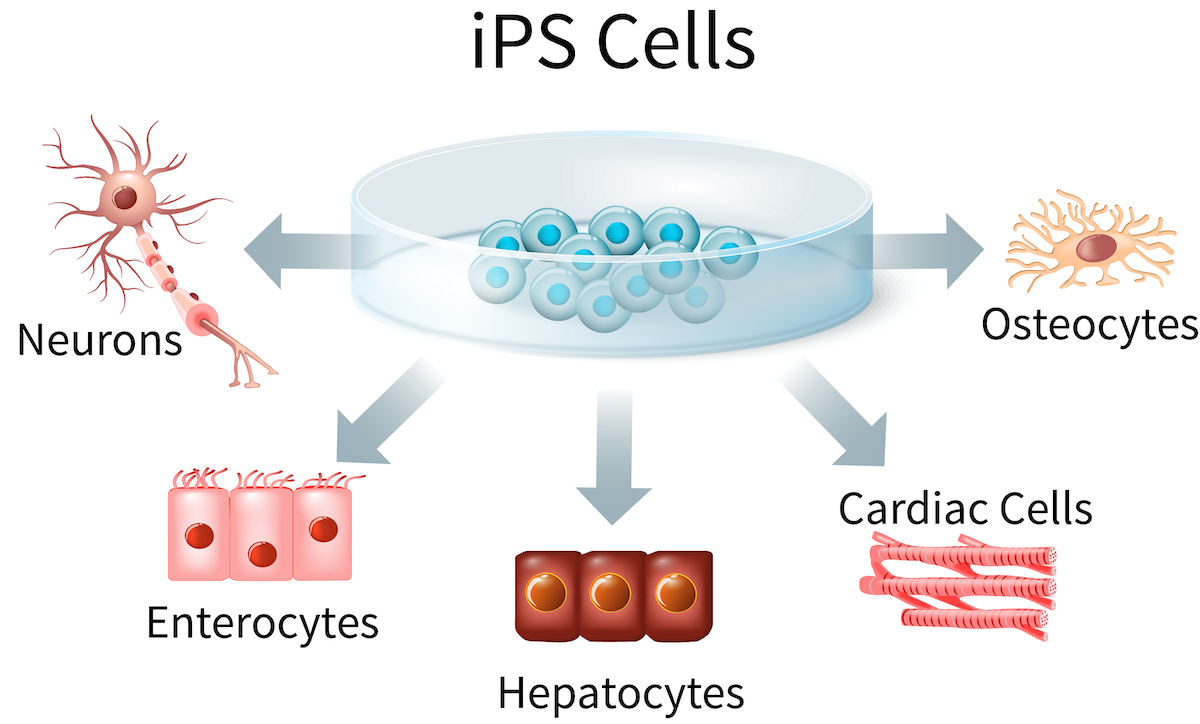 Figure 2: Induced pluripotent stem cells (iPSCs) can be used to generate a wide range of tissue types, including cells from the liver, intestine, heart, bone and nervous system. 
