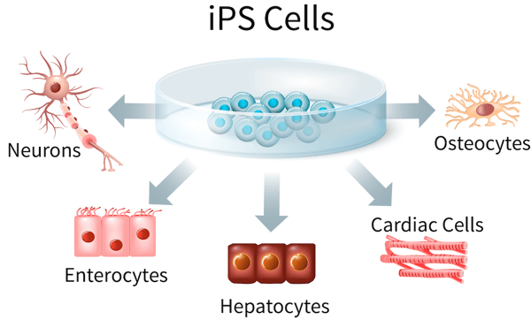 iPS Cells and derived cell types