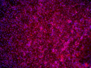 iPSCs-NutriStem-iMatrix-511-early-endoderm