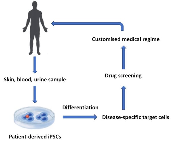 A This flow diagram shows a basic workflow of some of the key applications for clinical iPSCs.