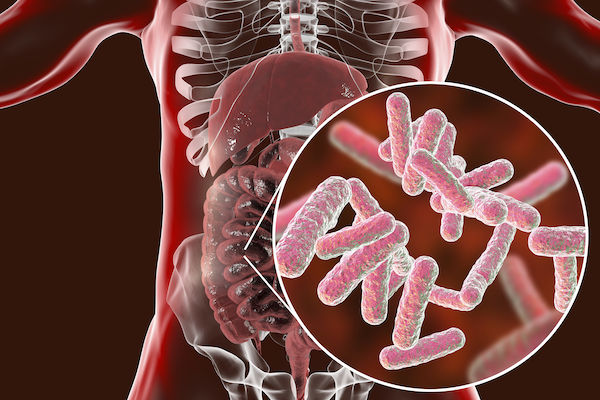 Image illustrating the gut microbiome 