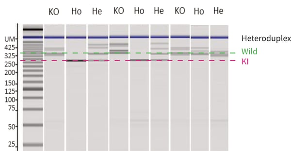 CRISPR-SNIPER 02 Insertion of Biallelic Mutations