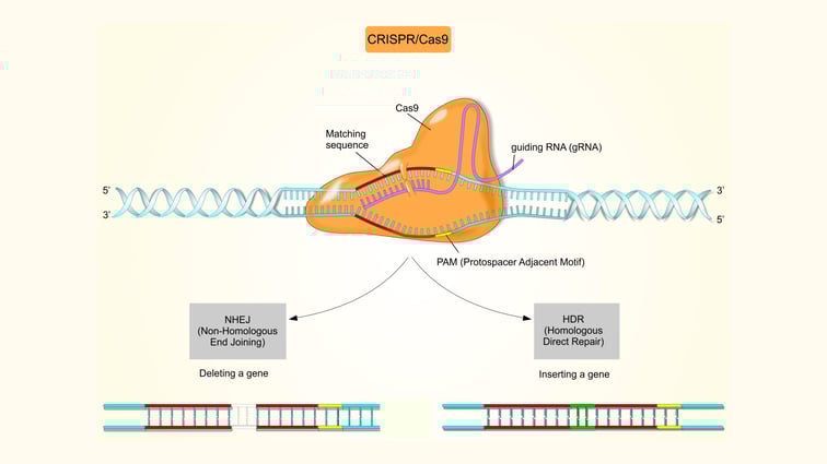 How digital droplet PCR can improve CRISPR gene editing (with examples)