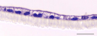 Caco2 2D cell culture