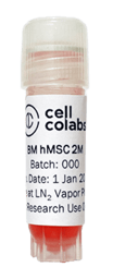 Human Bone Marrow MSCs